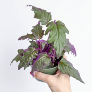 Velvet Purple Passion plant with deep green and violet-tinted leaves in small pot held by hand.