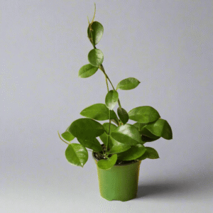 Hoya Australis 'Waxvine' - Ed's Plant Shop