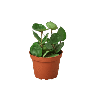 Chelsea Hoya Plant