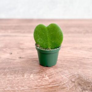 Hoya kerrii single heart-shaped leaf in nursery pot