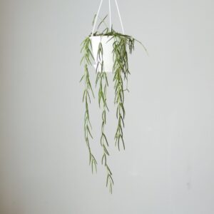 Hoya linearis - Wax Vine Hanging Basket