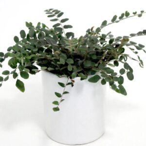 A small green trailing Lemon Button Fern plant with oval leaves arranged in a white cylindrical ceramic pot against a plain white background.