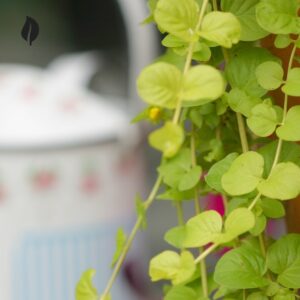 Lysimachia nummularia - Creeping Jenny - Various Sizes - Ed's Plant Shop