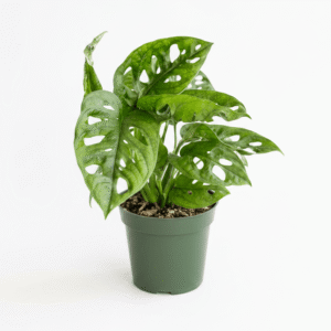 A small potted Monstera plant with green variegated leaves and natural leaf holes, in a dark green plastic nursery pot on a clean white background.