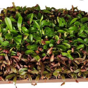 Nepenthes Carnivorous Plant Assortment, 2" Pots - Ed's Plant Shop