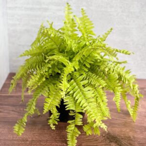 Nephrolepis Exaltata ‘Rita's Gold'’ - 6 Inch - Ed's Plant Shop
