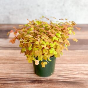 Oxalis ‘Copper Glow’ with bright golden leaves and orange tones in small plastic pot.