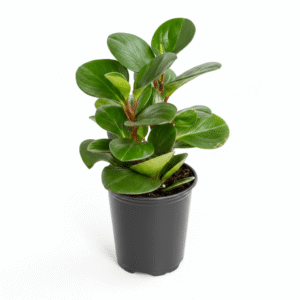 Peperomia Obtusifolia Green Baby Rubber Plant in black nursery pot against white background, showing full upright bushy form with glossy round leaves