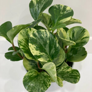 Peperomia obtusifolia marble