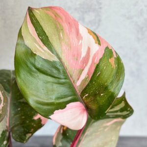 Close up of pink & white variegation on Philodendron Pink Princess leaves