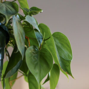 Philodendron Hederaceum - 'Heartleafed Philodendron' closeup of heart shaped leaves