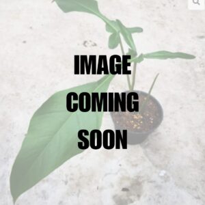 Philodendron Joepii - Rare Joepii Philodendron - Ed's Plant Shop