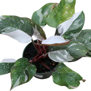 Philodendron Red Medusa™ – Rare Variegated Hybrid - Ed's Plant Shop