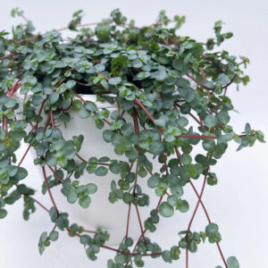 Close up view of Pilea ‘Aqua’ showing dense clusters of tiny round silver-blue leaves.