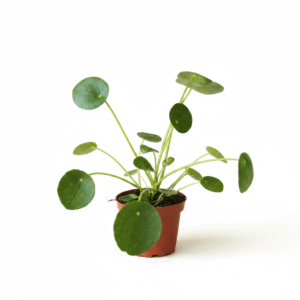 A small potted pilea peperomioides friendship plant with round green leaves in a brown nursery pot, photographed against a clean white background.