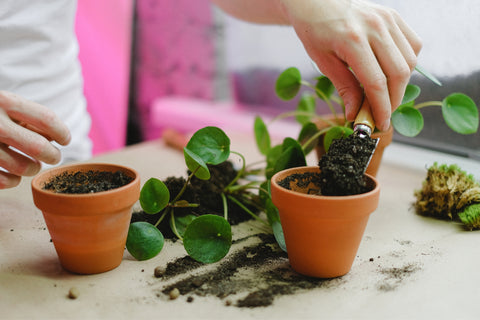 Repotting Friendship Plant