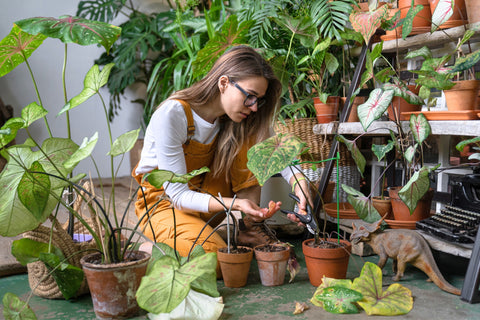 Pruning an indoor houseplant with clean shears
