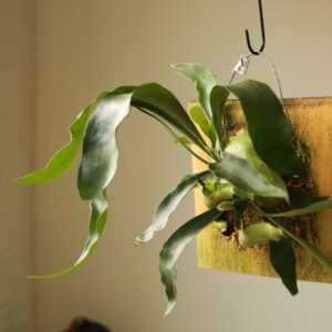 Platycerium Bifurcatum ‘Staghorn Fern’ Wood Plaque - Ed's Plant Shop