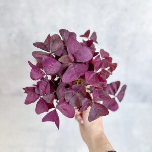 Hand holding Purple Shamrock Oxalis triangularis in small green nursery pot, showing dense mound of deep violet butterfly-shaped leaves