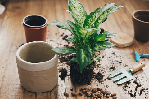 Repotting Dieffenbachia