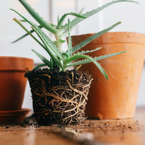 Roots of Aloe Vera Plant