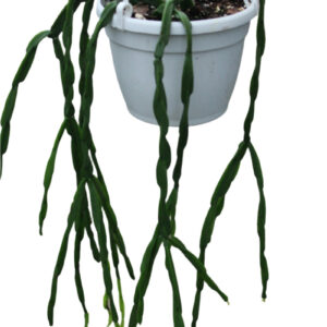 Rhipsalis paradoxa chain cactus in a hanging basket with long trailing segmented stems.
