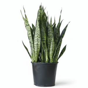 Sansevieria zeylanica 'Bowstring Hemp' – Snake Plant - Ed's Plant Shop