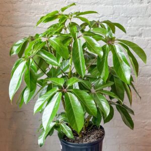 Schefflera amate - Amate Umbrella Tree - Ed's Plant Shop