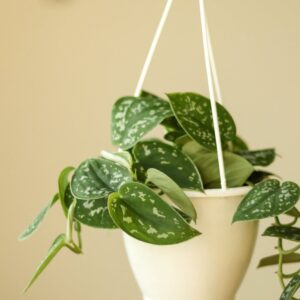 Scindapsus Pictus Argyraeus 'Satin Pothos' - Ed's Plant Shop