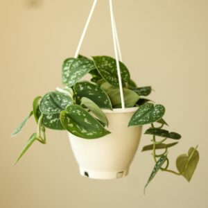 Scindapsus Pictus Argyraeus 'Satin Pothos' Hanging Basket - Ed's Plant Shop