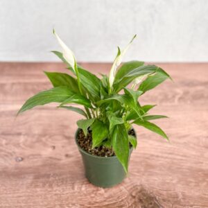 Full Peace Lily plant displayed on wooden table