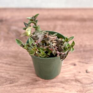 Tradescantia navicularis - Chain Plant