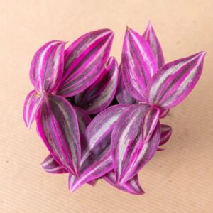 Purple and white striped Tradescantia zebrina ‘Pink Paradise leaves on a beige background