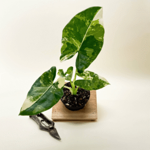 Variegated Alocasia 'Macrorrhiza' – Giant Foliage with Creamy White Marbling - Ed's Plant Shop