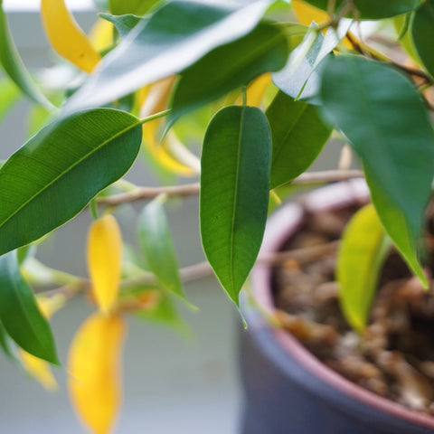 Yellowing leaves on an indoor plant before pruning