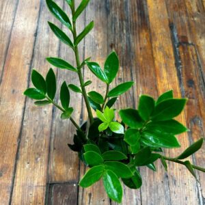 Zamioculcus zamicro - Dark Zamicro ZZ Plant - Ed's Plant Shop